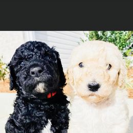 Goldendoodle and Poodle Puppies from CharleighRae Poodles and Doodles