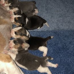 Beagle Puppies from Allegro Beagles
