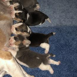Beagle Puppies from Allegro Beagles