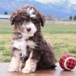 Kodiak - Brown and white male Aussiedoodle puppy in Hamilton, Montana from North Lake Aussies