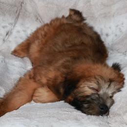 Soft Coated Wheaten Terrier Puppies from Hardin Hills Wheatens