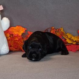 Theodore - Black male Cocker Spaniel puppy in Crossville, Tennessee from Timber Sunrise Cockers