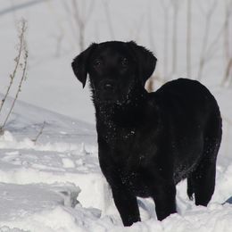 Labrador Retriever Puppies from Jungle Lake Labrador Lodge