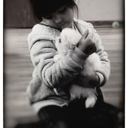 Pekingese Puppies from Tao Pekingese