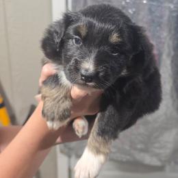 MINNIE Black tri (with tail) - Black tri-color female Australian Shepherd puppy in Rainsville, Alabama from Chaparro Farm Aussies