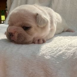 French Bulldog Puppies from Hope Mountain French Bulldogs