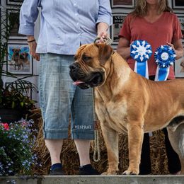Tug - Boerboel