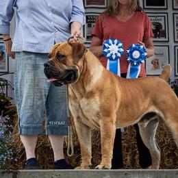 Tug - Boerboel