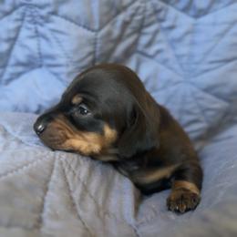 Bullet Girl - Black and tan female Dachshund puppy in Guthrie, Oklahoma from Kingdom Mini Dashchunds