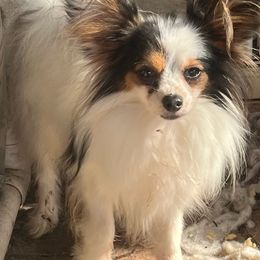 Donald - Papillon