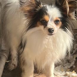 Donald - Papillon