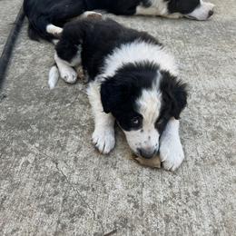 Border Collie Puppies from Roaring River Border Collies