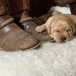 Cannellini - Yellow female Labrador Retriever puppy in Tehachapi, California from Twisted Wire Ranch Retrievers