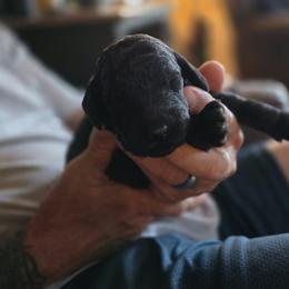 Black Boy - Black male Goldendoodle puppy in Brownsboro, Alabama from Enchanted Goldendoodles and Poodles of NE Alabama