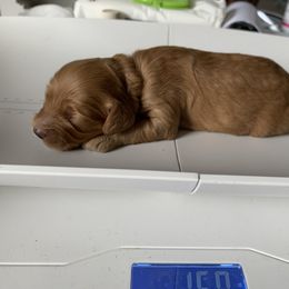 Cockapoo Puppies from ApplebyFarm