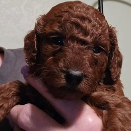 Daisy - Red  female Poodle puppy in Windom, Texas from Wild Farm Puppies