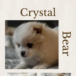 Crystal - White female Pomeranian puppy in Odessa, Texas from Cherry's Poms
