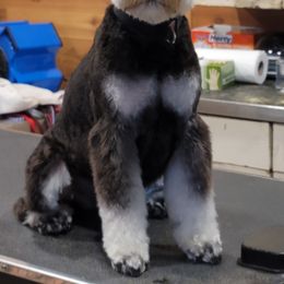 Miniature Schnauzer Puppies from A'Lord Miniature Schnauzer
