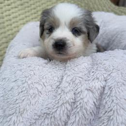 Fizz - Blue merle female Miniature Australian Shepherd puppy in Murfreesboro, Tennessee from Skye’s Waggin’ Aussies