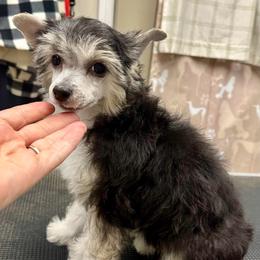 Puff girl - Black white and tan female Chinese Crested puppy in Rockvale, Tennessee from Cosmic Chinese Cresteds & Wind-Echo Poodles