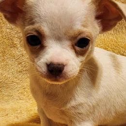 Chihuahuas from SOUTHERN CHARM CHIHUAHUAS
