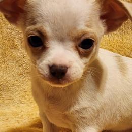 Chihuahuas from SOUTHERN CHARM CHIHUAHUAS