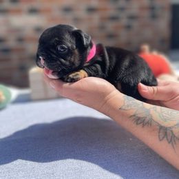 French Bulldog Puppies from Rock N Franchise