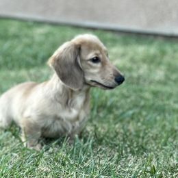 Lucky - Cream male Dachshund puppy in Visalia, California from Paradachs Kennels