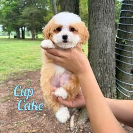 Cupcake - Red male Bernedoodle puppy in Mount Vernon, Missouri from PoodlelyDoodlely