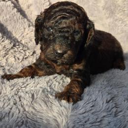 Sable girl - Sable female Poodle puppy in Bauxite, Arkansas from Mountain Ridge Poodles