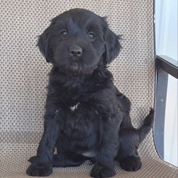 Everything - Black female Goldendoodle puppy in Point, Texas from Tiny Paws Goldendoodles
