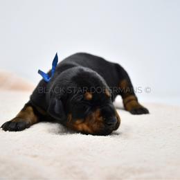 Male 3 black and rust - Black and rust male Doberman Pinscher puppy in Spokane Valley, Washington from Black Star Dobermans