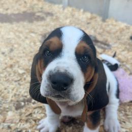 Basset Hound and Pembroke Welsh Corgi Puppies from Solo Spur Ranch