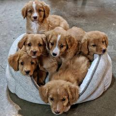 Nova Scotia Duck Tolling Retrievers from Water's Edge
