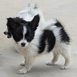 Harvey - White and black male Papillon puppy in Dorset, Ohio from Katies Papillons