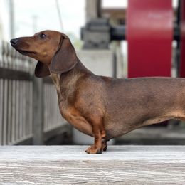 Hilda - Dachshund