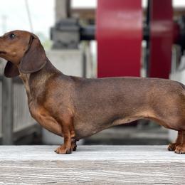 Hilda - Dachshund