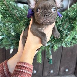 Maple - Fawn female French Bulldog puppy in Millville, California from Wooftown Kennels