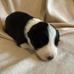 Mitzi - Black and white female Border Collie puppy in Mckinney, Texas from Border Collies of Ruidoso