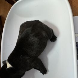 French Bulldog All Grown Up from Pipsters