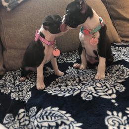 Boston Terrier Puppies from Lola’s House of Bostons & Rescue