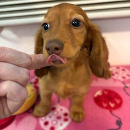 Firenza - Red female Dachshund puppy in Visalia, California from DachGraston Dachshunds