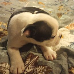 Boston Terrier Puppies from Lotus Life Puppies