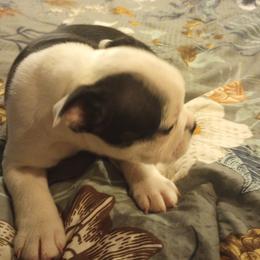 Boston Terrier Puppies from Lotus Life Puppies