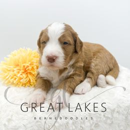 Boy 3 - male Bernedoodle puppy in Baroda, Michigan from Great Lakes Bernedoodles