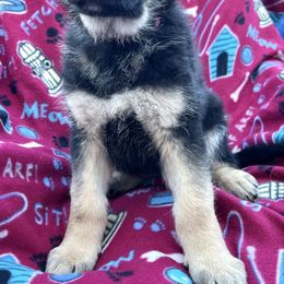 Lt pink collar - Black and tan female German Shepherd puppy in Allentown, Pennsylvania from VMH Shepherds