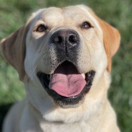 Gracie - Labrador Retriever