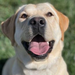Gracie - Labrador Retriever