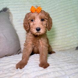F1B Goldendoodle Coral - Red  female Goldendoodle puppy in Redding, California from Casa Delarosa Collective Poodles & Doodles