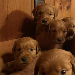 Golden Retriever Puppies from Green Mountain Golden Retrievers